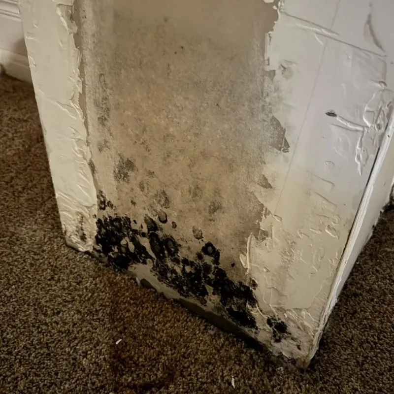 Professional Mold Removal in Shafer, MN
